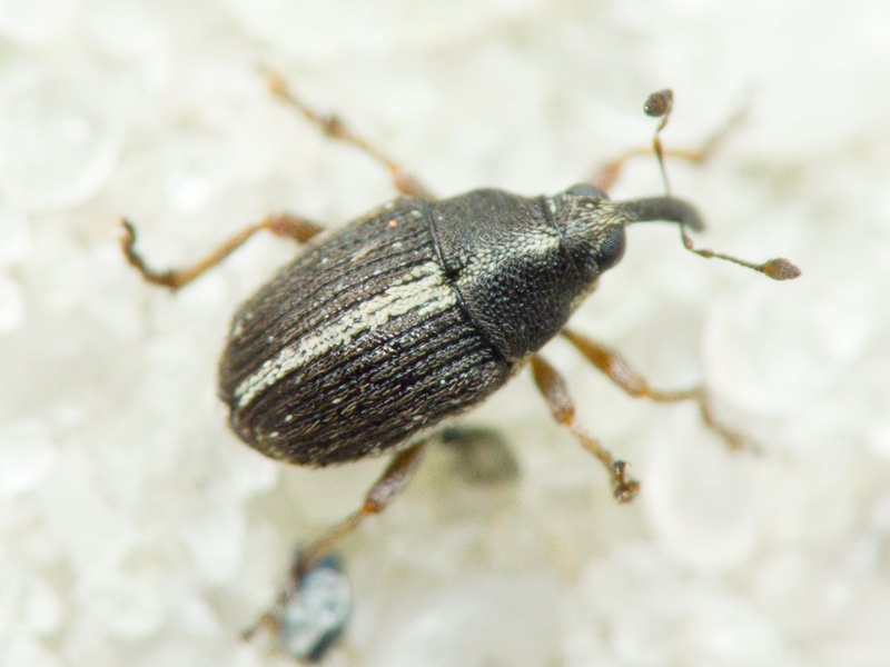 Oprohinus suturalis (Fabricius, 1775)